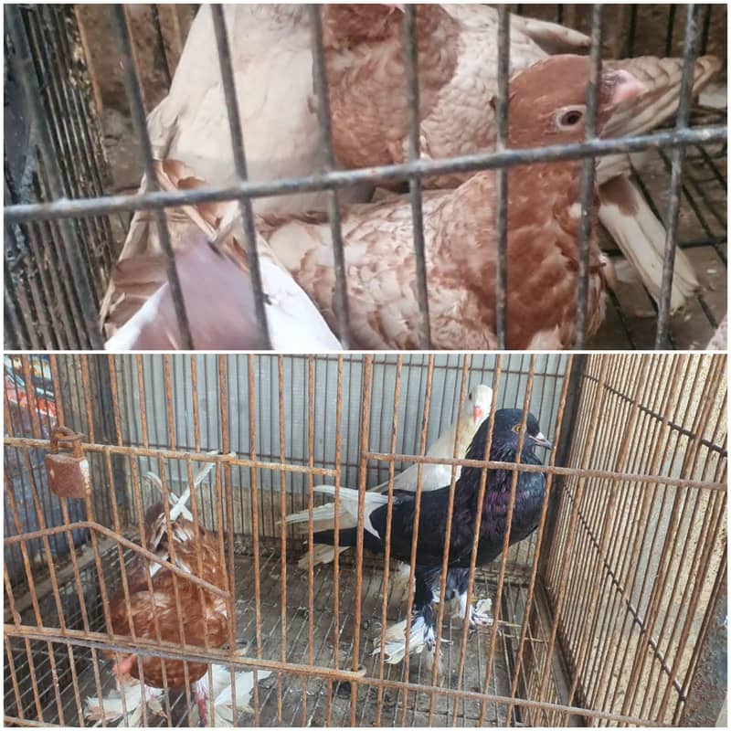 oriental / pouter pathay 0