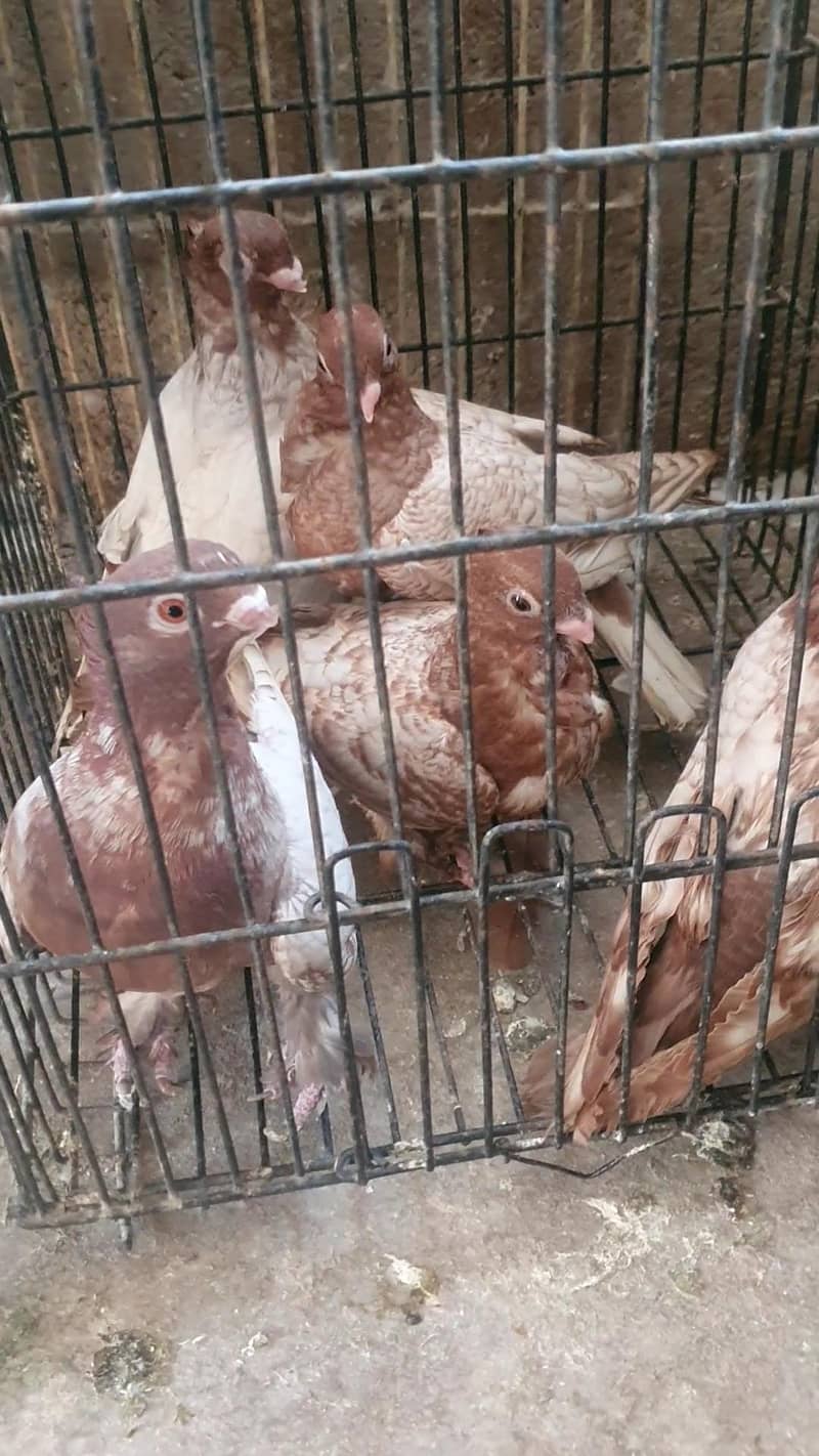 oriental / pouter pathay 1