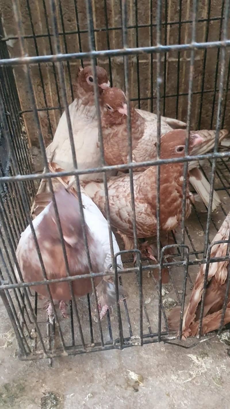 oriental / pouter pathay 2