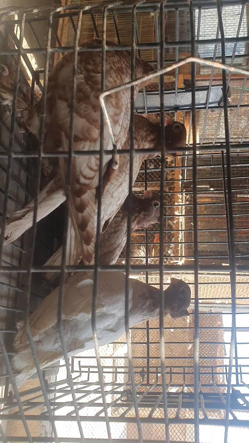 oriental / pouter pathay 3