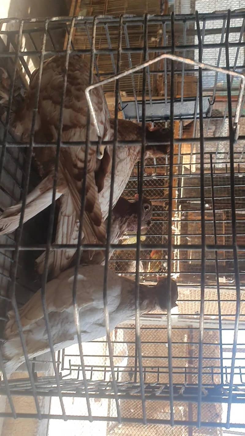 oriental / pouter pathay 4