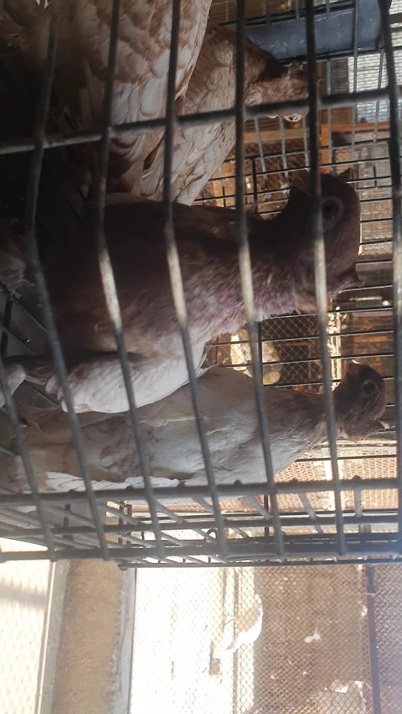 oriental / pouter pathay 5