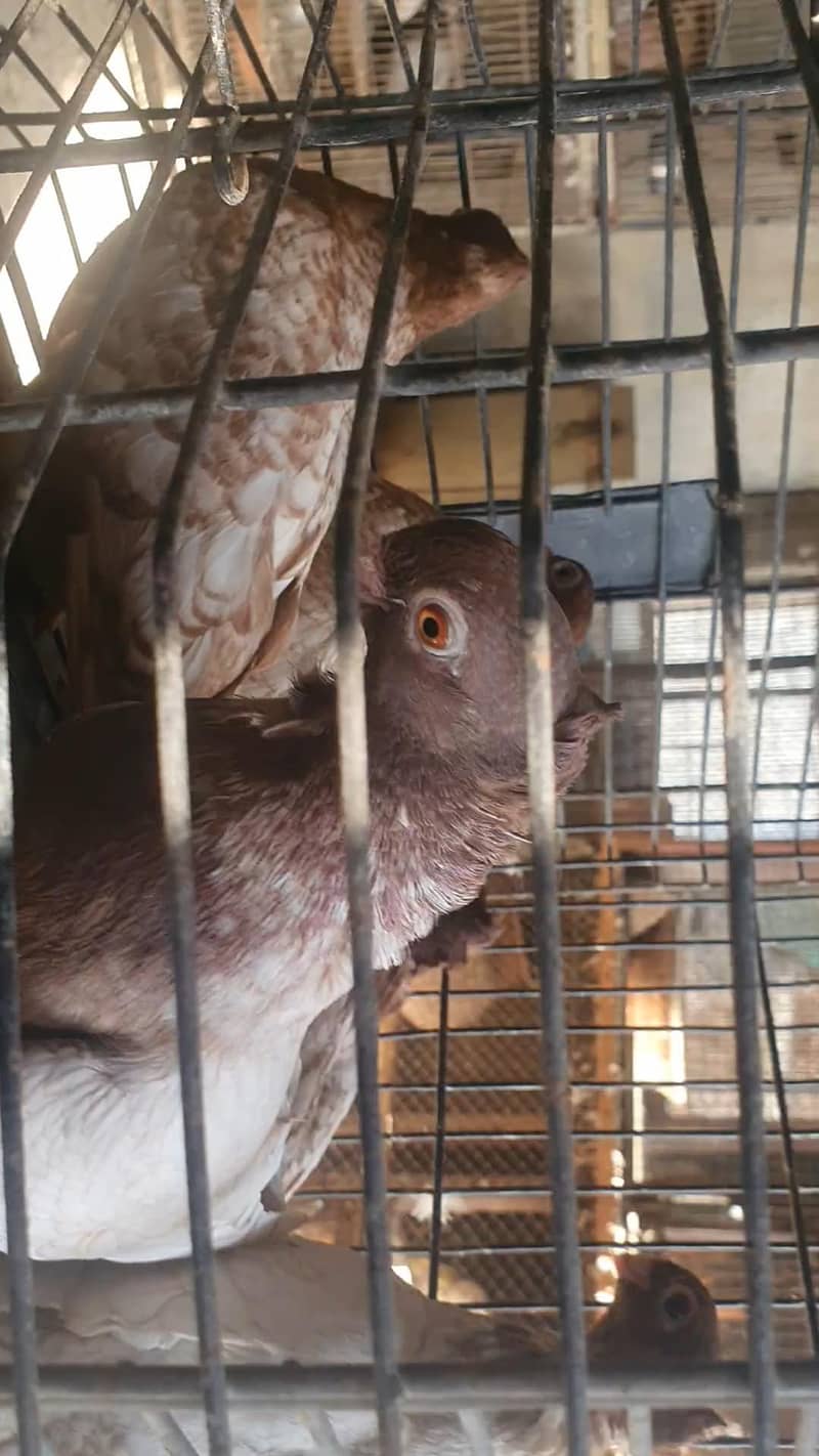 oriental / pouter pathay 6