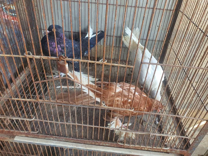 oriental / pouter pathay 7