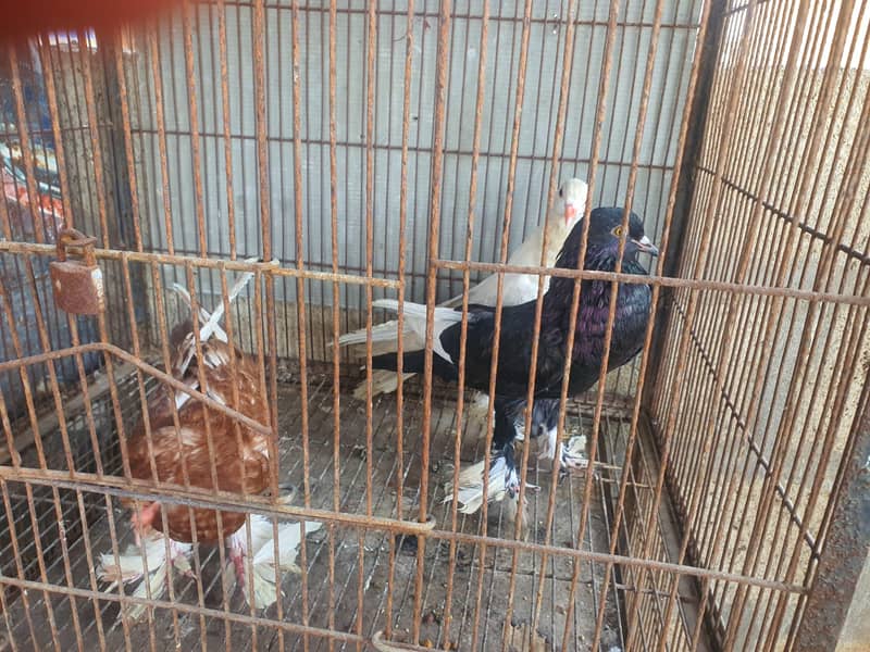 oriental / pouter pathay 9