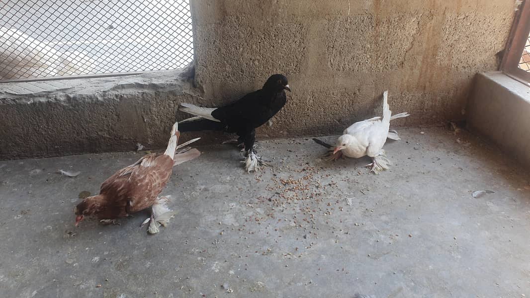 oriental / pouter pathay 10