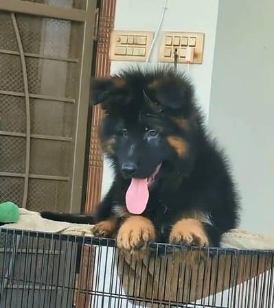 German shepherd male puppy long coated