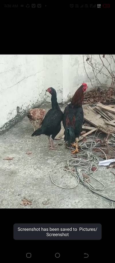 fiter murga or do seel madiya for sale gurrantee k sath andy de rahy h