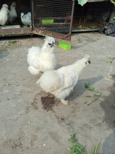 aseel silkie chicken male female ready to lay eggs chicks 03008076142