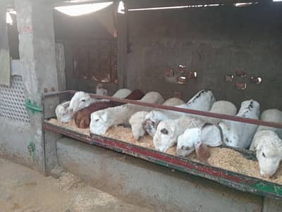 qurbani 2026 ke liye Mundra chatri aur desi bakre for sale