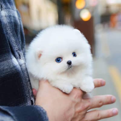 Pomeranian puppy dog for sale