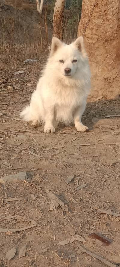 Russian male double coat 10 month for sale