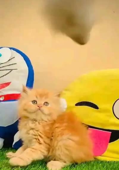 Cat for sale only WhatsApp number 03468556940