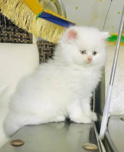 Cat for sale only WhatsApp number 03468556940