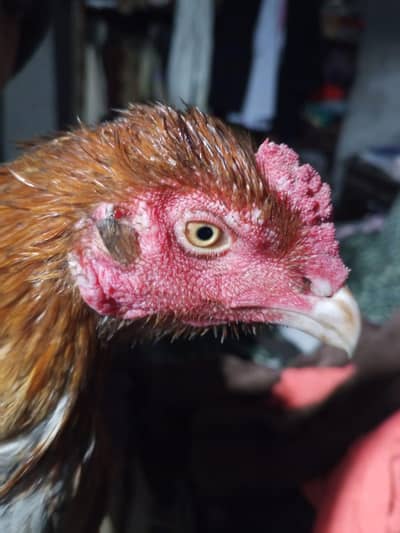 aseel murgha/peela aseel murgha