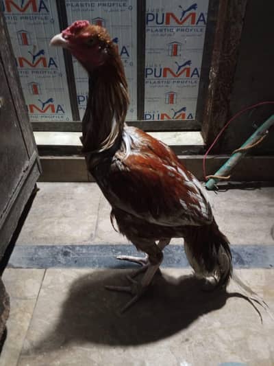 aseel murgha/peela aseel murgha