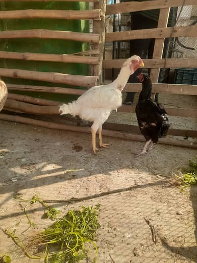 Qandhari heera parrot beak aseel