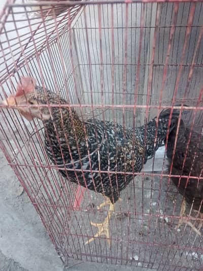 Desi murga exchange misri murgiya 03019096127