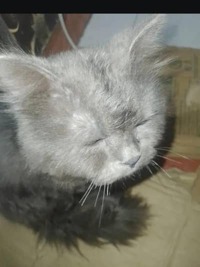 very active male full playing and liter train 0/3/2/6/9/854682