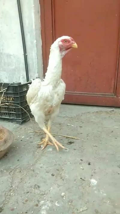 pure white top quality chicks available