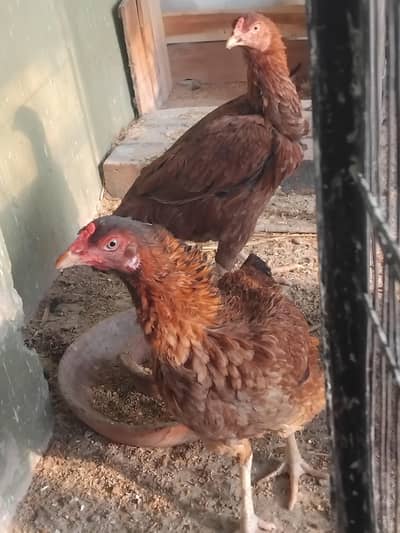 Jawa (Java) Aseel Hen