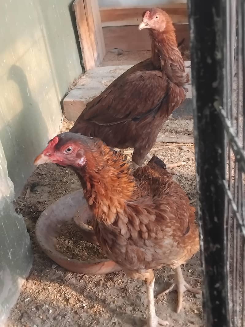 Jawa (Java) Aseel Hen 0