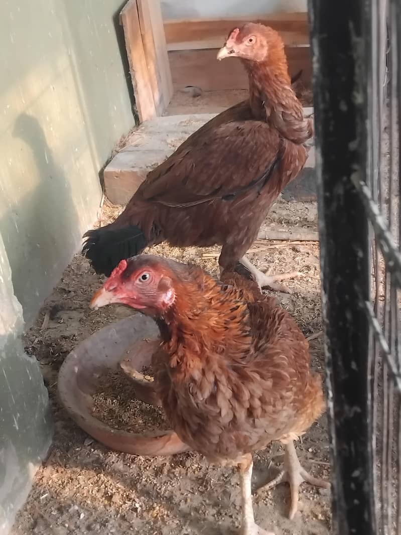 Jawa (Java) Aseel Hen 2