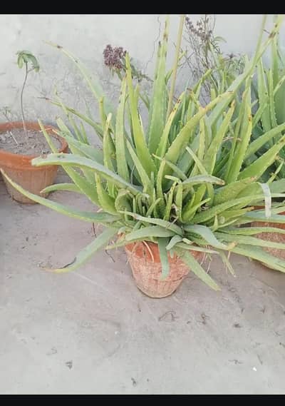 Aloe-Vera