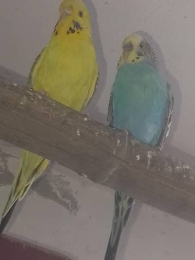 Budgies Breeder Pair