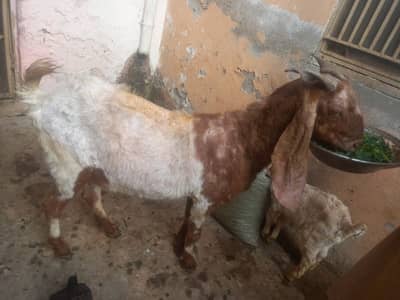 Desi Bakri | Goat | Bekri | بکری | Healthy Goats | Desi goat