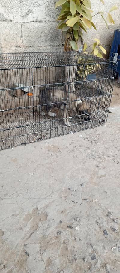 Guarddog puppy looking new home