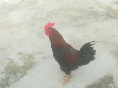 healthy murga fresh 03006857440