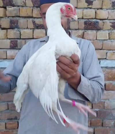 high quality hera female for sale