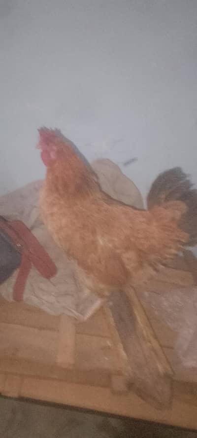 mishri murgi healthy and active egg ling