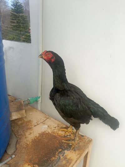 Masha Allah old blood line muski madii