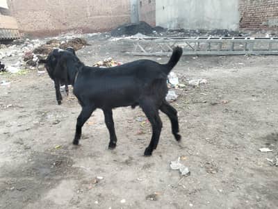 بکری بکرے نسلی شوق والی چیزیں