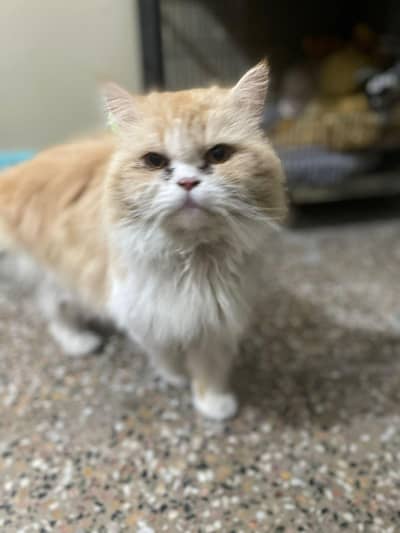 Persian cat for mating