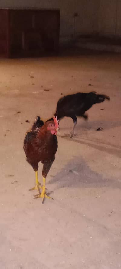 2 maie ha aur ek female ha 3eno mashallah active aur healthy ha