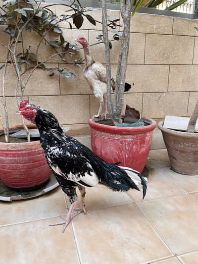 Aseel Pair For Sale Urgent