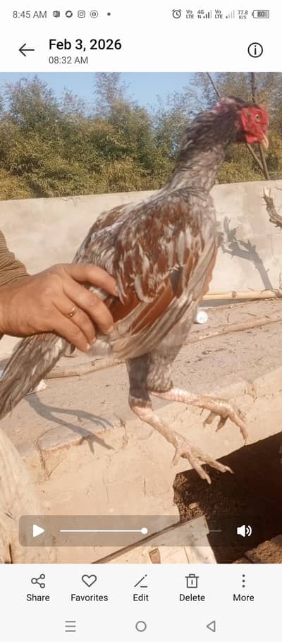 high quality aseel patha  for sale