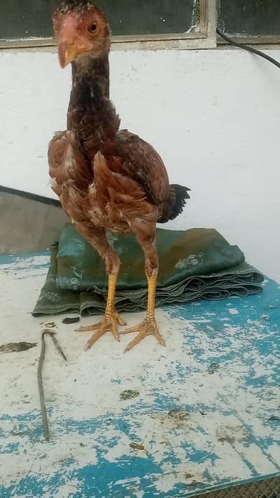 desi egg lying females and Aseel miawali patha for sale!!