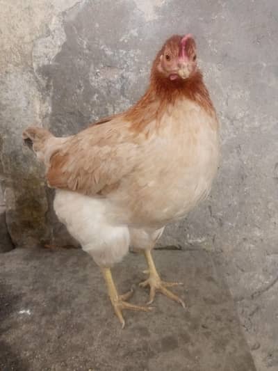 desi egg lying  and beautiful female for sale!!
