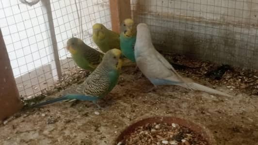HOME BREED BREEDER PAIR AND CHICKS FOR SALE !!