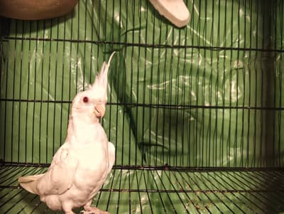 Eno red eyes cocktail pathy 2 pc age 6 months