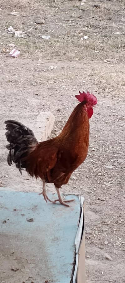 Egg laying hens for sale