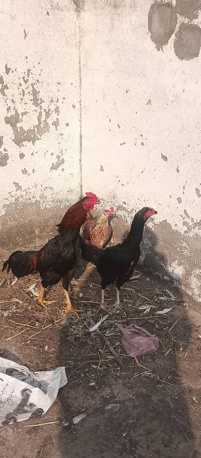 fiter murga or do seel madiya for sale gurrantee k sath andy de rahy h