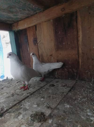 Budapest breeder pairs for sale