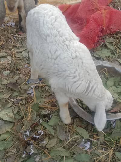 beautiful dumba for scale sheep