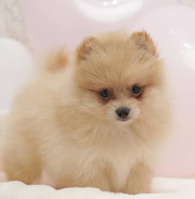 Pomeranian female puppy available 3 month age vaccination donefor sale