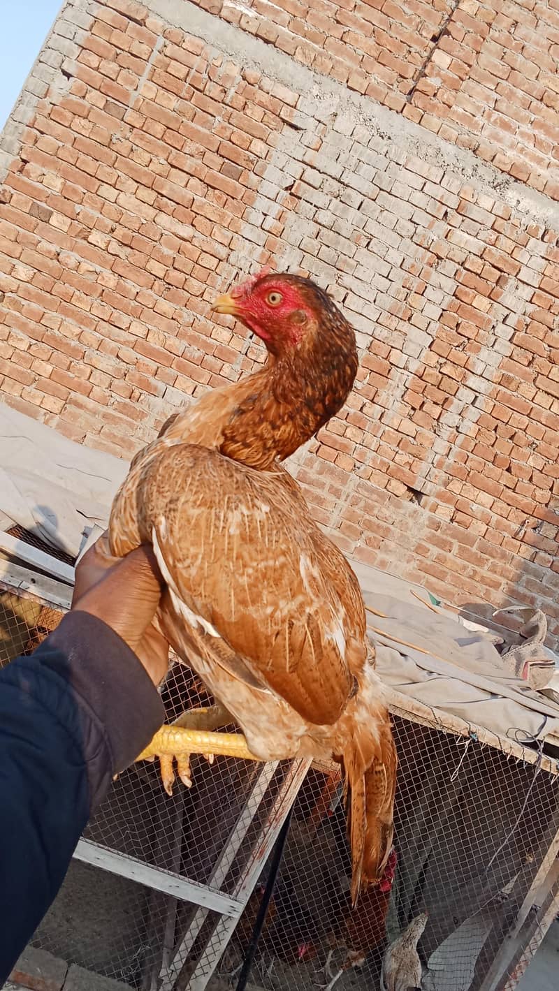 اصیل میاں والی مرغی 0